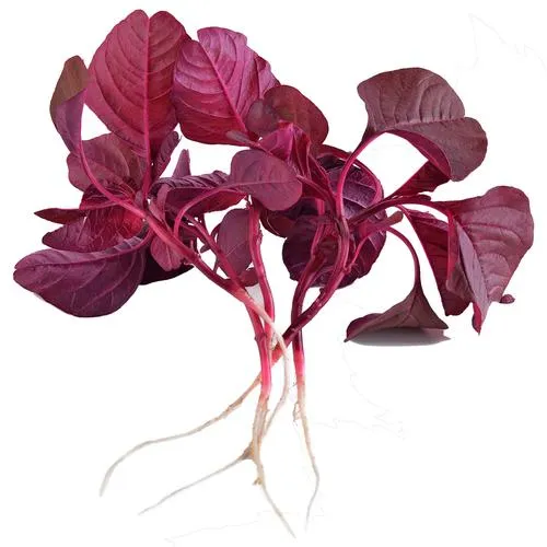 Red Amaranthus