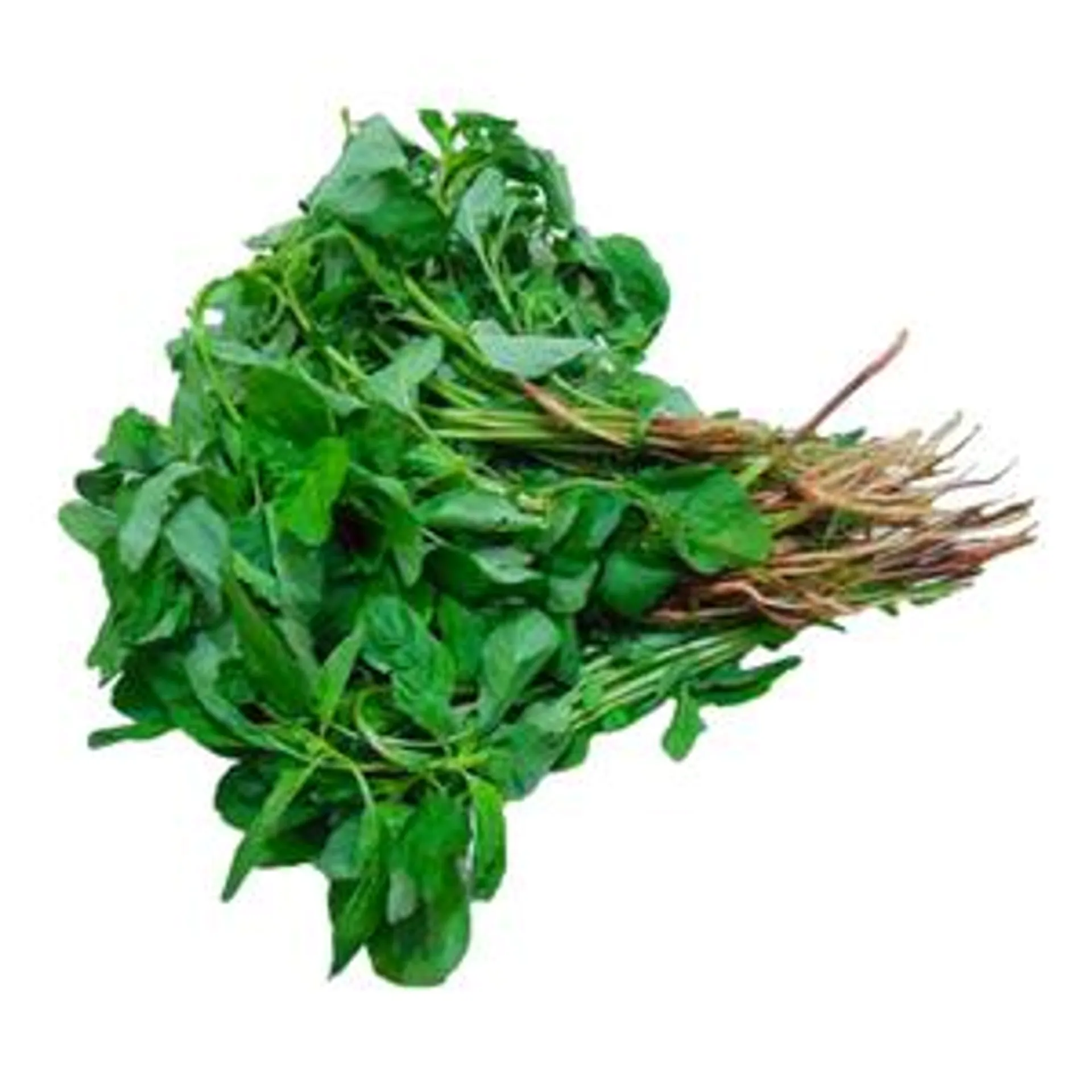 Tropical Amaranthus / சிறுகீரை - 1 Pack